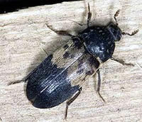Larder Beetle